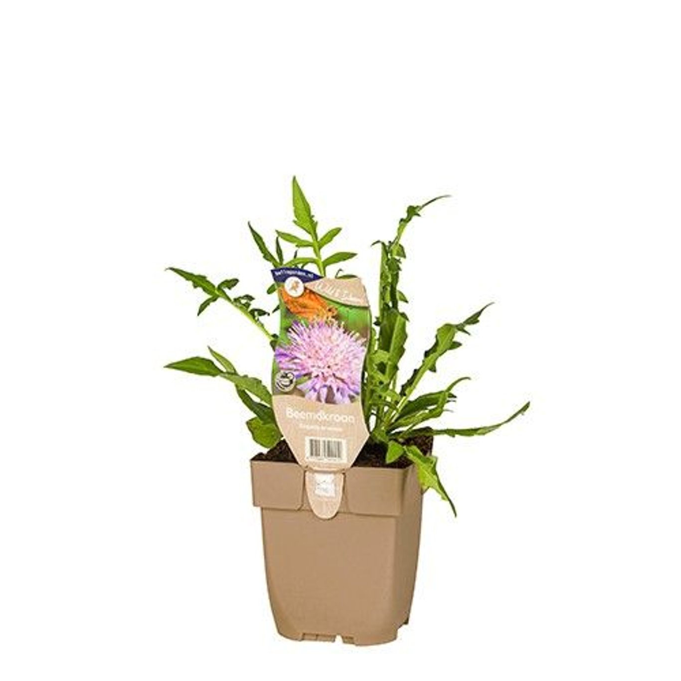 Knautia arvensis - P11